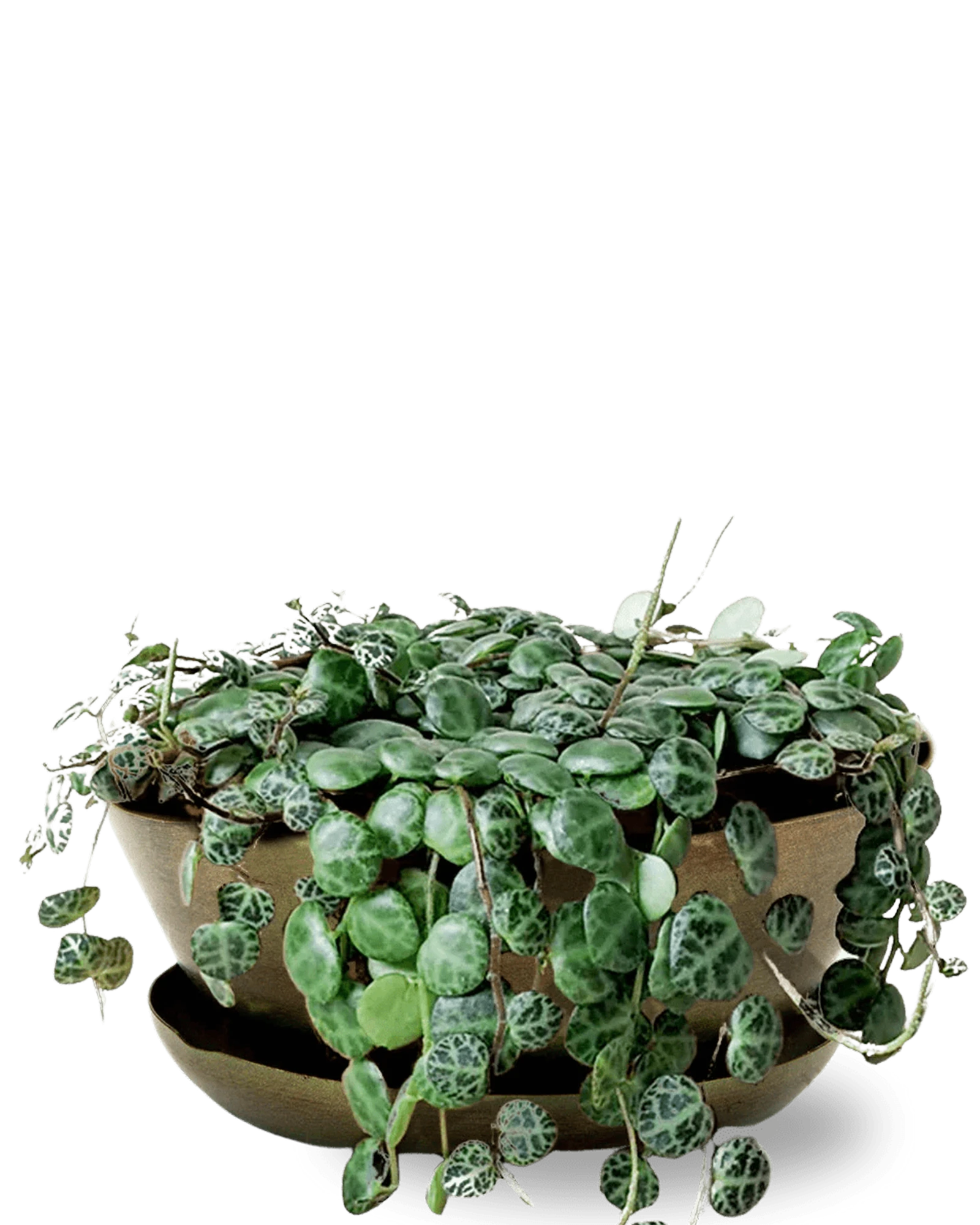 Chive Topper fern brown metal small succulent dish with drainage and saucer, styled with plants.