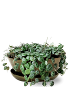Chive Topper fern brown metal small succulent dish with drainage and saucer, styled with plants.