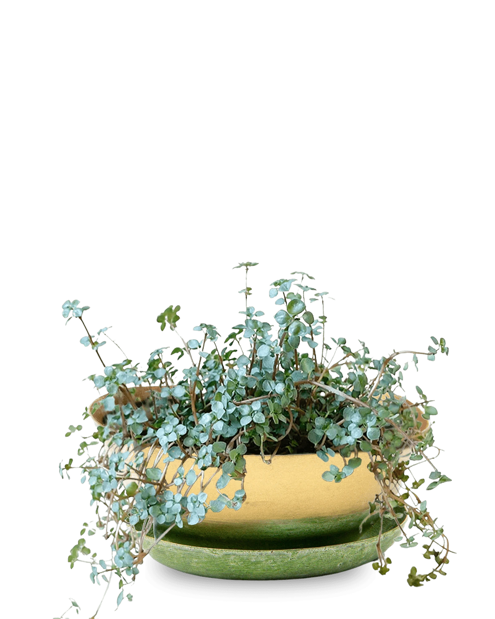 Chive Topper green gold metal small succulent dish with drainage saucer styled with plants.