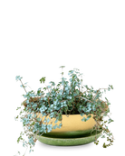 Chive Topper green gold metal small succulent dish with drainage saucer styled with plants.