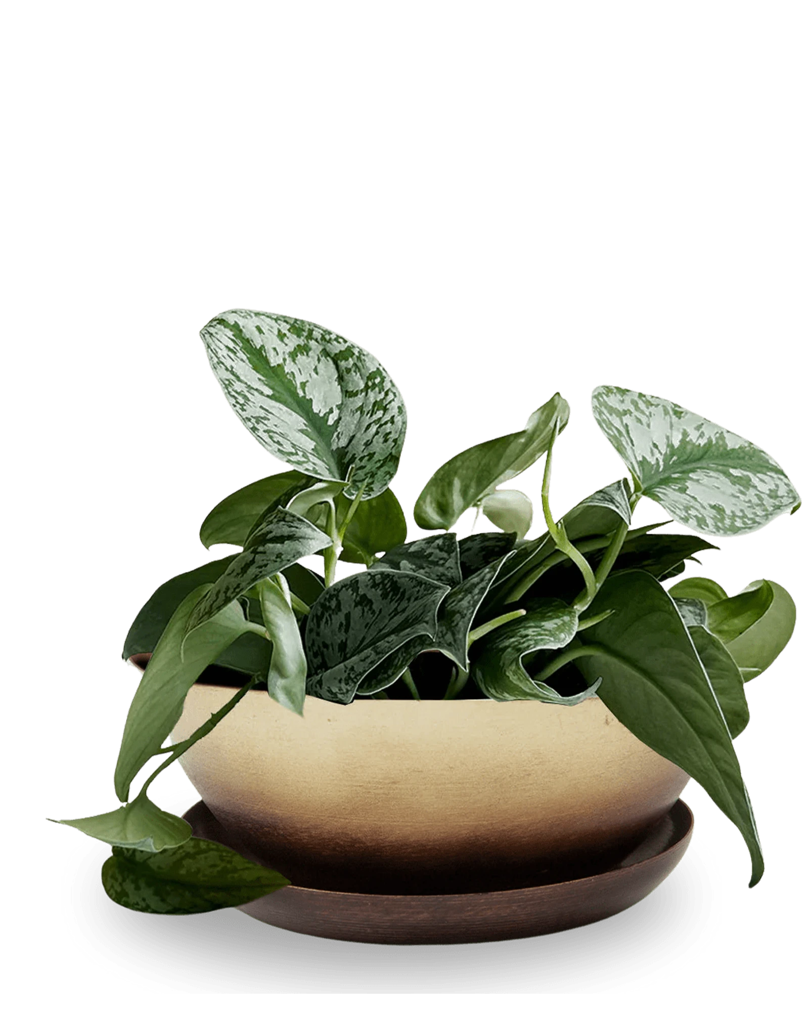 Chive Topper mahogany and gold metal small succulent dish with drainage saucer, styled with plants.