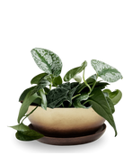 Chive Topper mahogany and gold metal small succulent dish with drainage saucer, styled with plants.