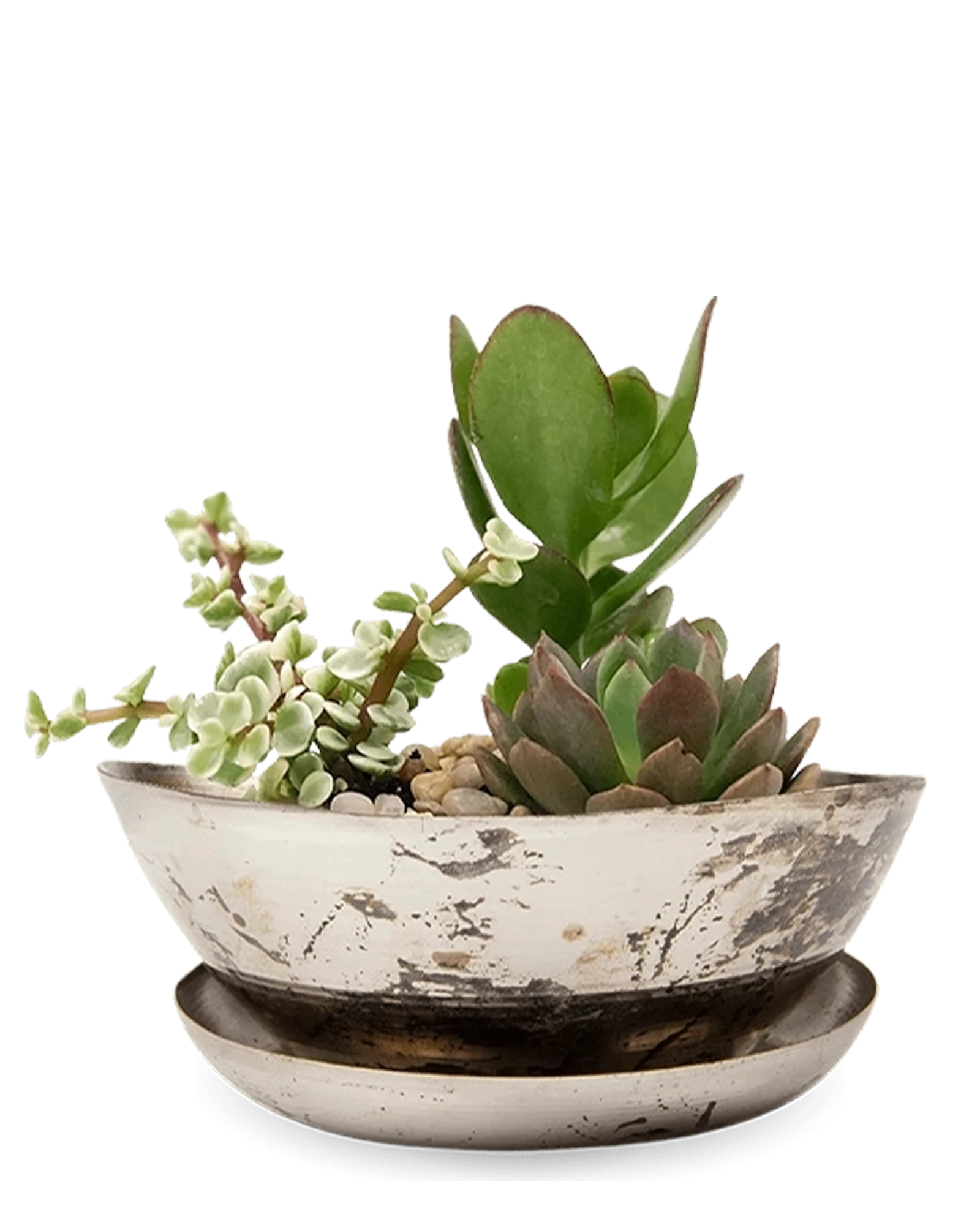 Chive Topper silver metal small succulent dish with drainage and saucer styled with plants.