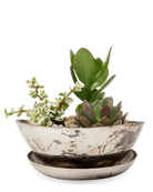 Chive Topper silver metal small succulent dish with drainage and saucer styled with plants.