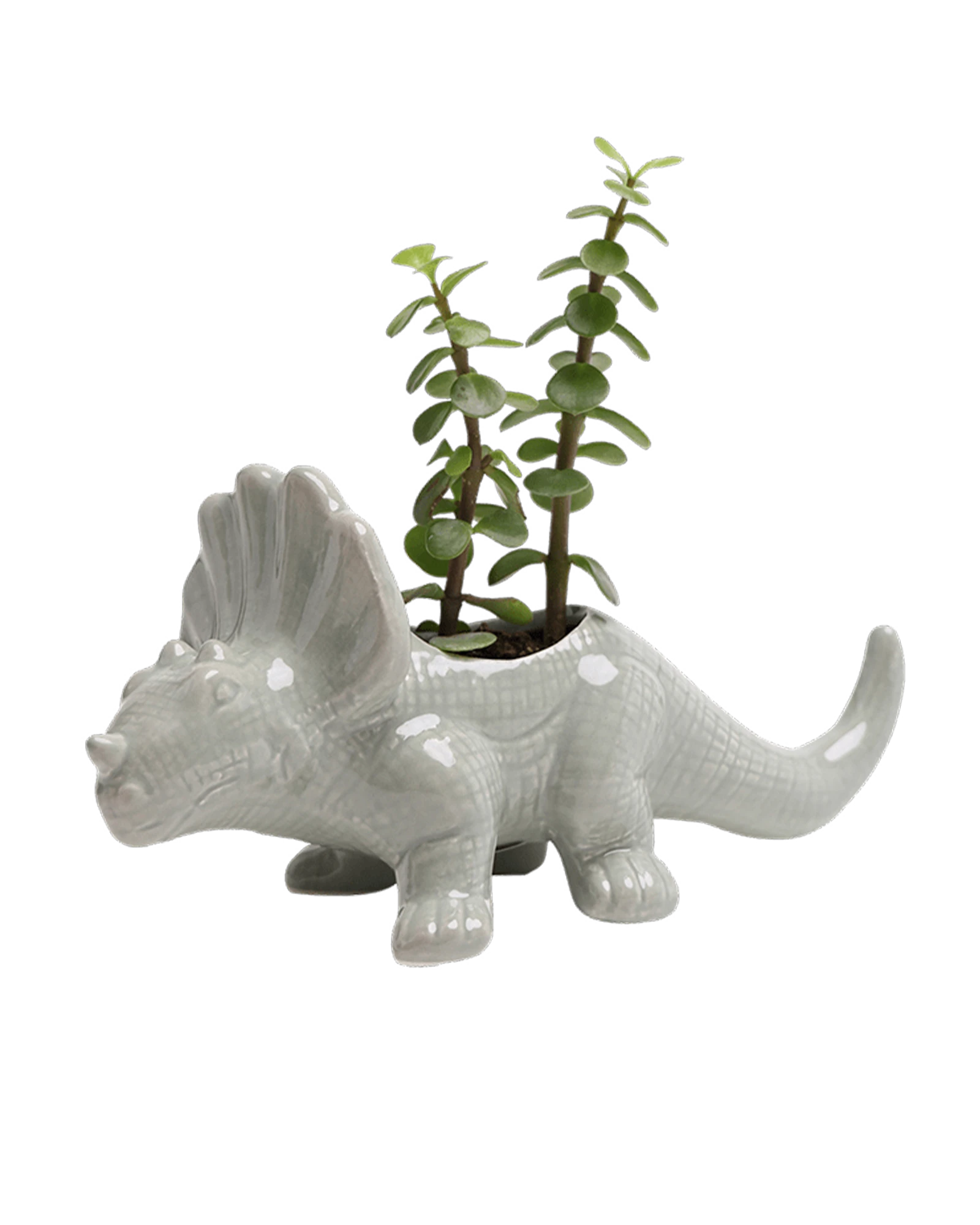 Chive Triceratops Almost Aqua color glazed ceramic dinosaur shaped planter styled with a plant.