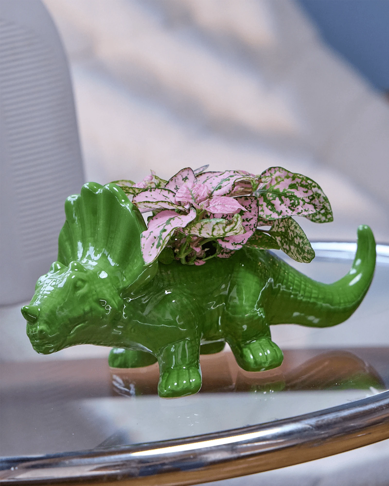 Chive Triceratops Foliage green color glazed ceramic dinosaur shaped planter styled with a plant, on a glass table indoor.