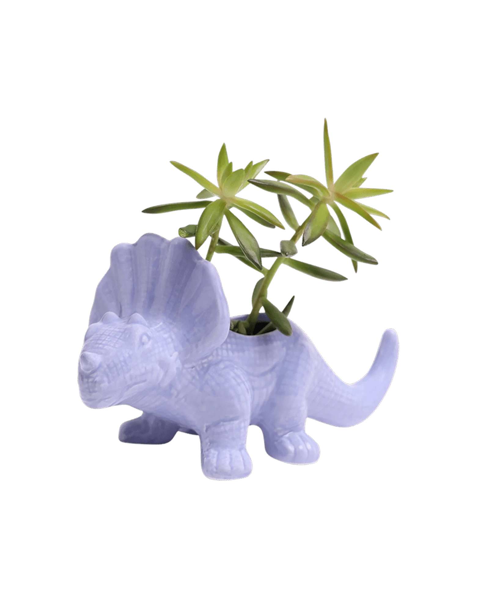 Chive Triceratops Halogen Blue color glazed ceramic dinosaur shaped planter styled with a plant.