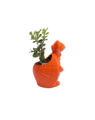 Side view of a Chive Turtle Orange color glazed ceramic turtle shaped planter styled with a plant.