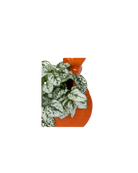 Top view of a Chive Turtle Orange color glazed ceramic turtle shaped planter styled with a plant.
