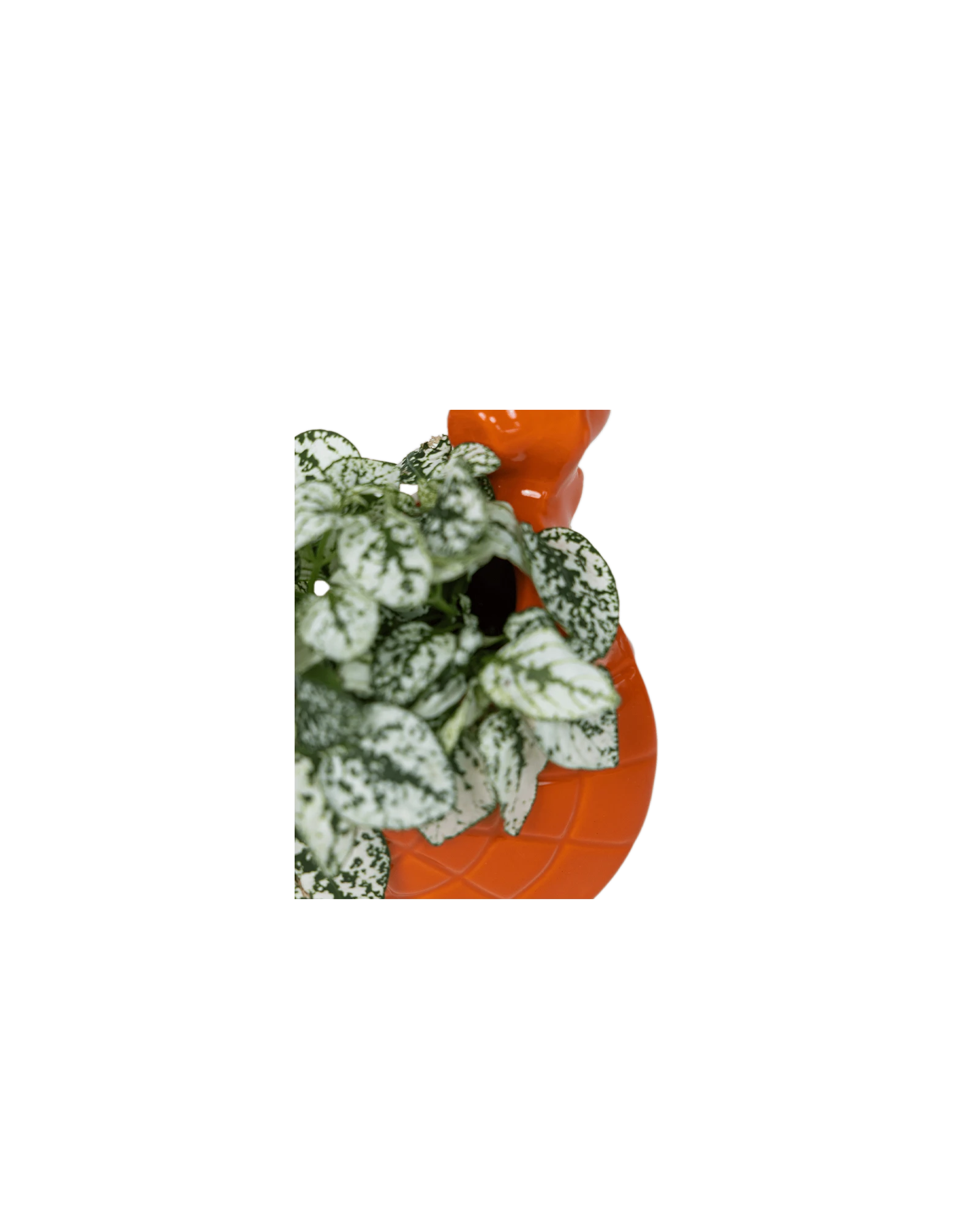 Top view of a Chive Turtle Orange color glazed ceramic turtle shaped planter styled with a plant.