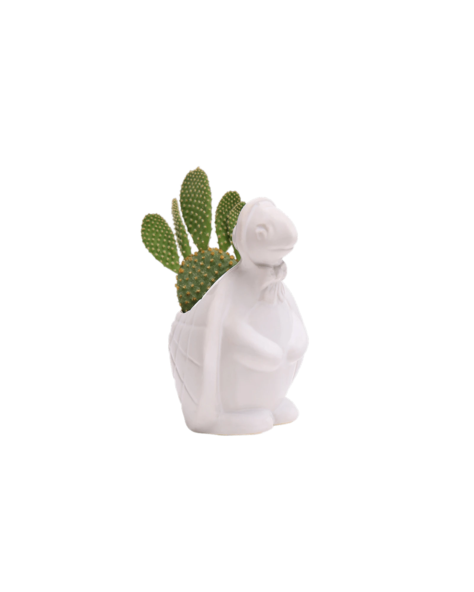 Chive Turtle White color glazed ceramic turtle shaped planter styled with a cactus plant.
