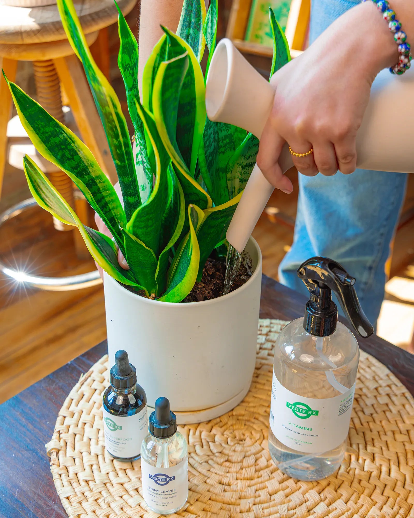 A person watering a potted green snake plant with a Chive Jessie ceramic watering jug, with three Verte RX plant vitamin bottles next to it.