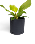 Chive Virago A large black porcelain pot with drainage and saucer styled with a plant.