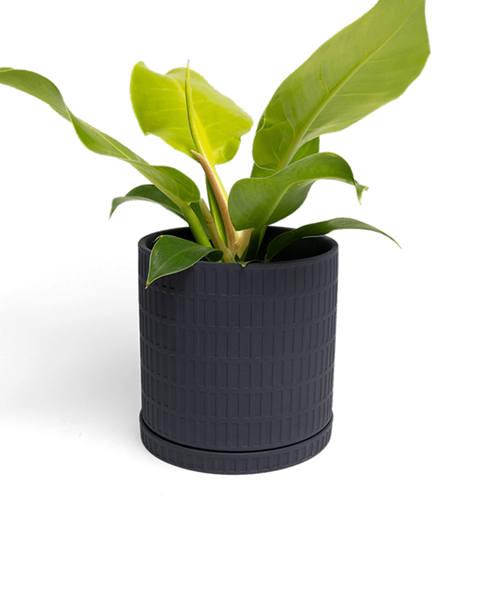 Chive Virago A large black porcelain pot with drainage and saucer styled with a plant.