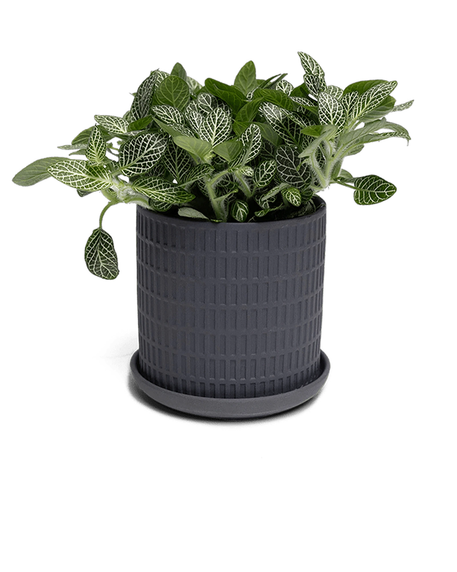 Chive Virago A small black porcelain pot with drainage and saucer styled with a fittonia plant.