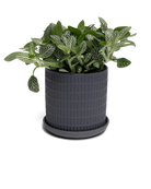 Chive Virago A small black porcelain pot with drainage and saucer styled with a fittonia plant.