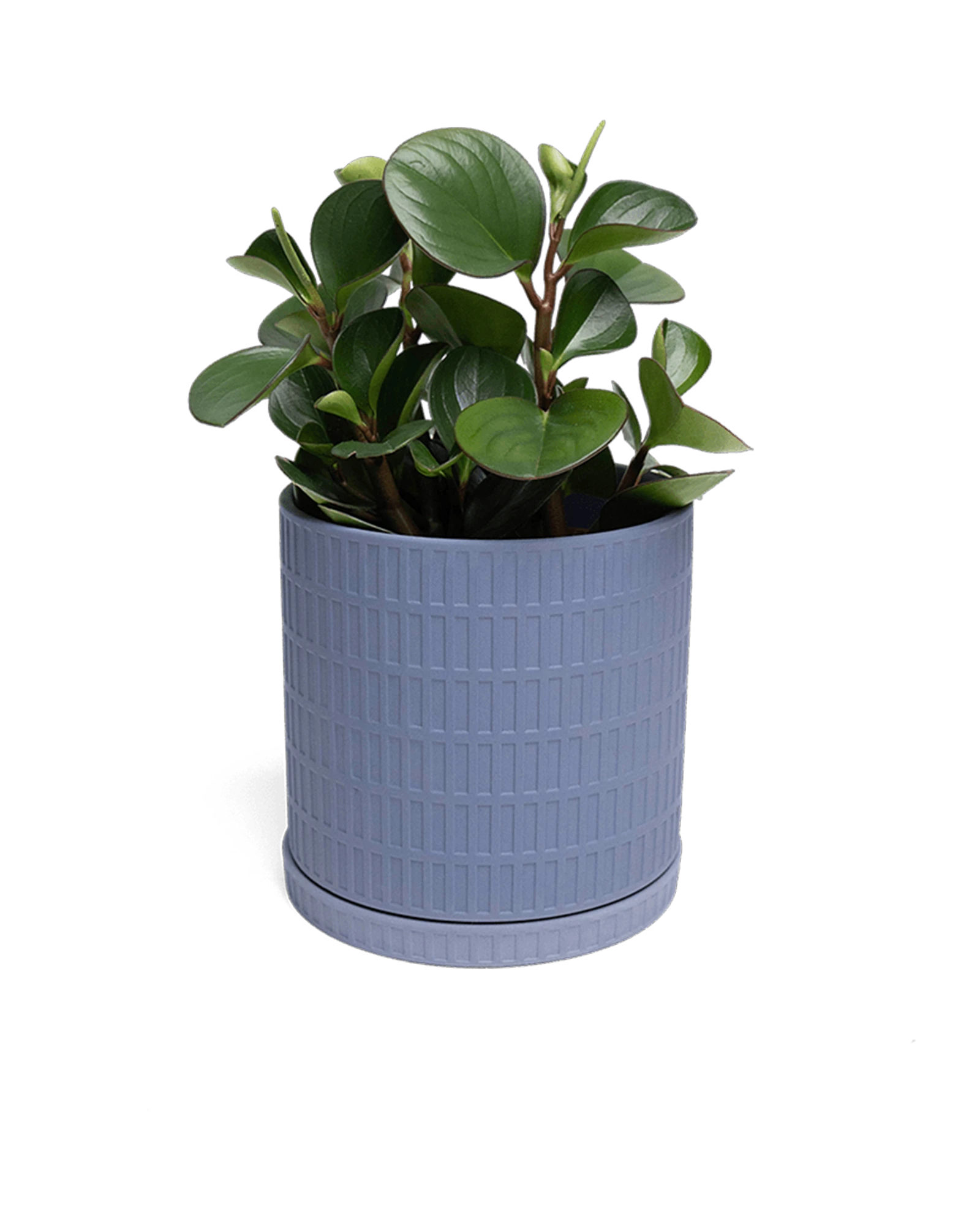 Chive Virago A large blue grey pot with drainage and saucer styled with a plant.