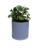 Chive Virago A large blue grey pot with drainage and saucer styled with a plant.