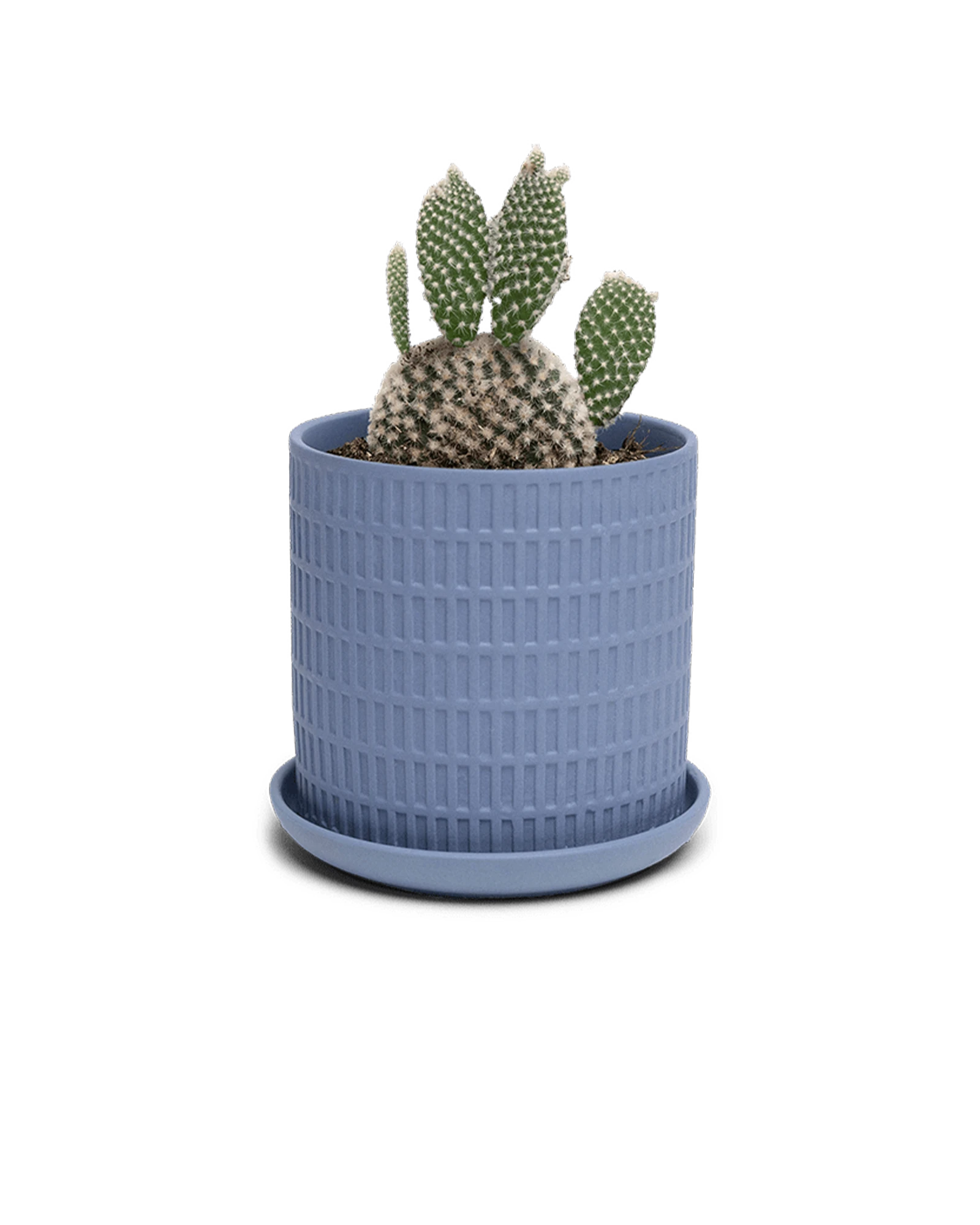 Chive Virago A medium blue grey porcelain pot with drainage and saucer styled with a plant.