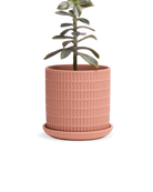 Chive Virago A small clay terracotta porcelain pot with drainage and saucer styled with a plant.