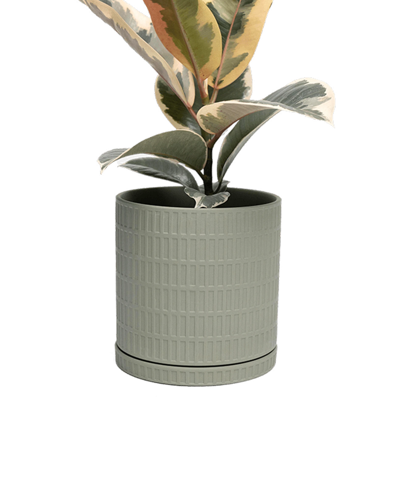 Chive Virago A large olive porcelain pot with drainage and saucer styled with a plant.