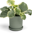 Chive Virago A medium olive porcelain pot with drainage and saucer styled with a plant.