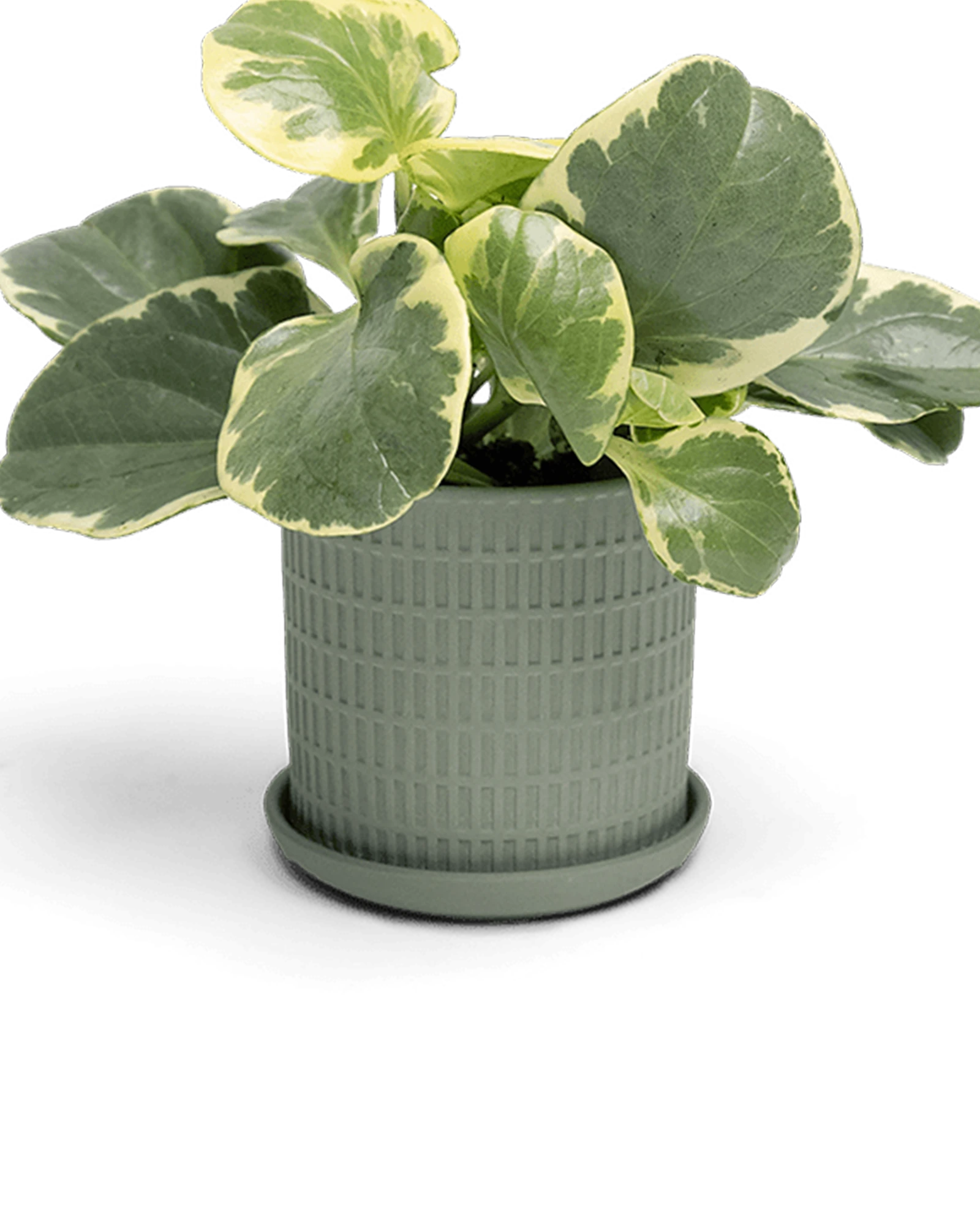 Chive Virago A small olive porcelain pot with drainage and saucer styled with a plant.