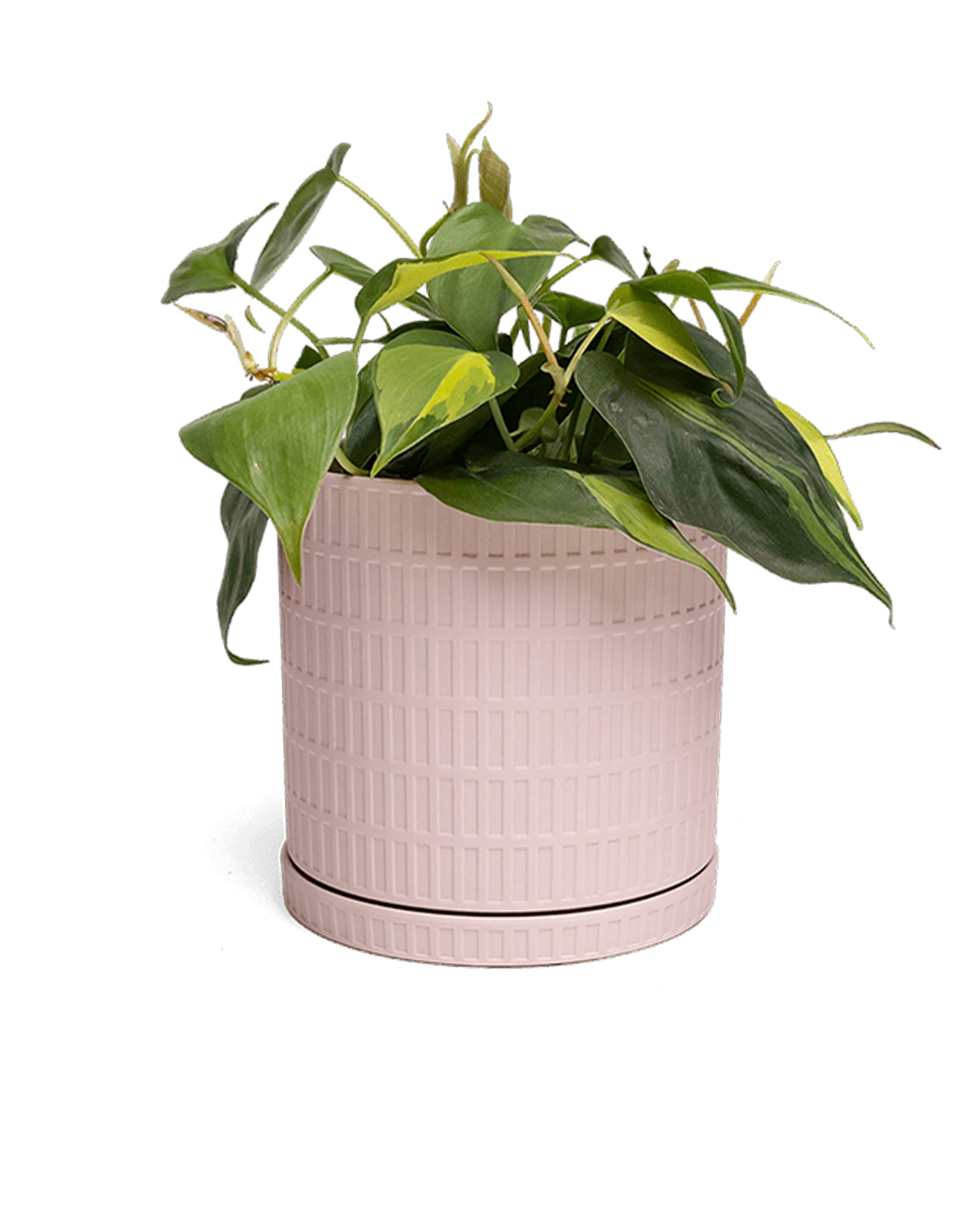 Chive Virago A large soft pink porcelain pot with drainage and saucer styled with a plant.
