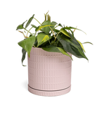 Chive Virago A large soft pink porcelain pot with drainage and saucer styled with a plant.