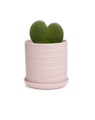 Chive Virago A small soft pink porcelain pot with drainage and saucer styled with a plant.