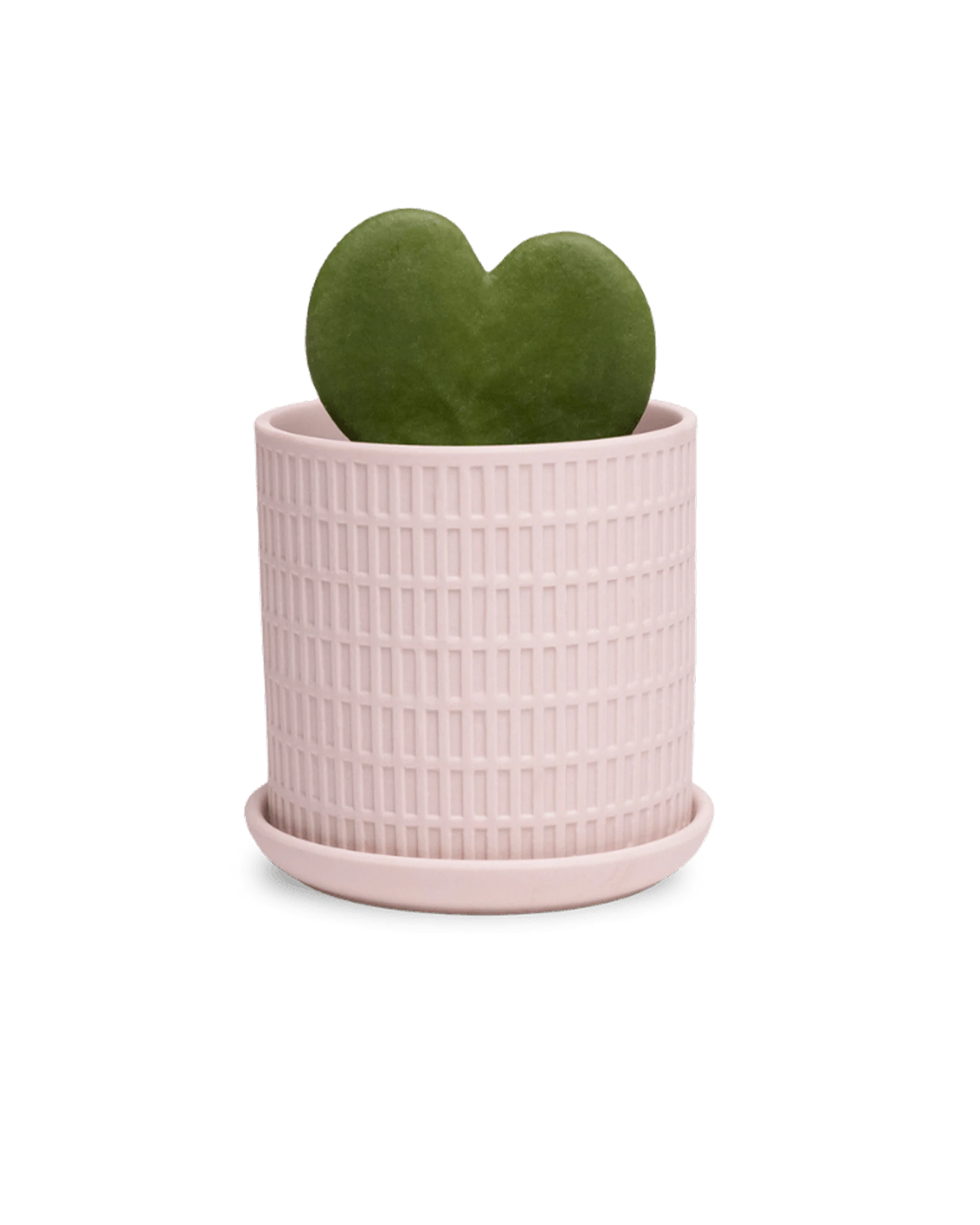 Chive Virago A small soft pink porcelain pot with drainage and saucer styled with a plant.