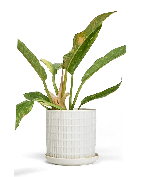 Virago Large Porcelain Plant Pot