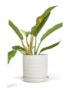 Chive Virago A large white porcelain pot with drainage and saucer styled with a plant.