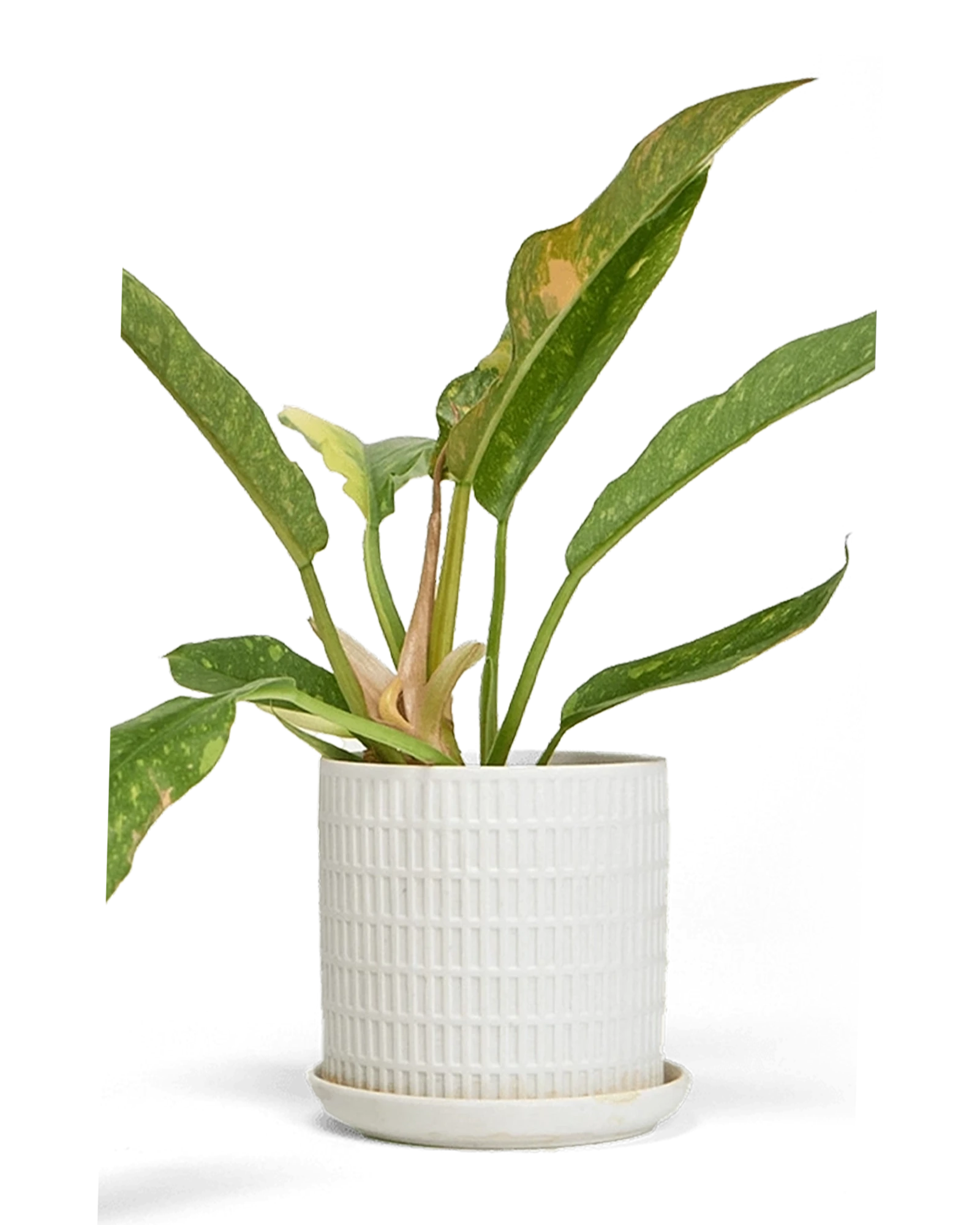 Chive Virago A large white porcelain pot with drainage and saucer styled with a plant.