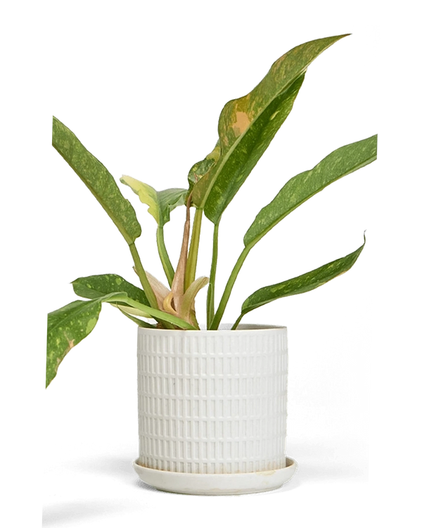 Chive Virago A large white porcelain pot with drainage and saucer styled with a plant.