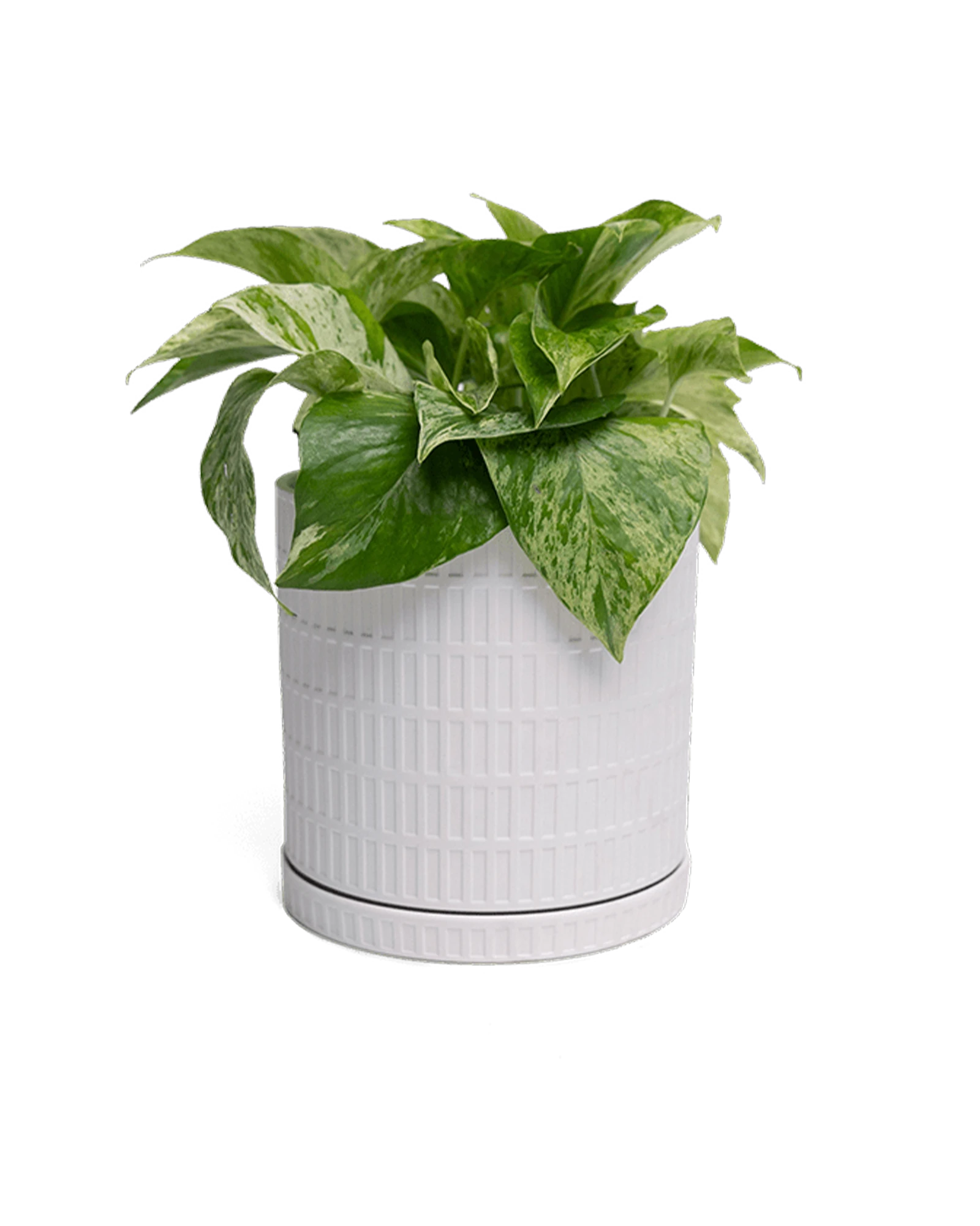 Chive Virago A large white porcelain pot with drainage and saucer styled with a plant.