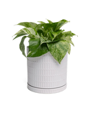Chive Virago A large white porcelain pot with drainage and saucer styled with a plant.
