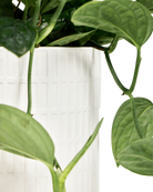 Close-up of the Chive Virago A large white porcelain pot showing the textured finish, styled with a green plant.