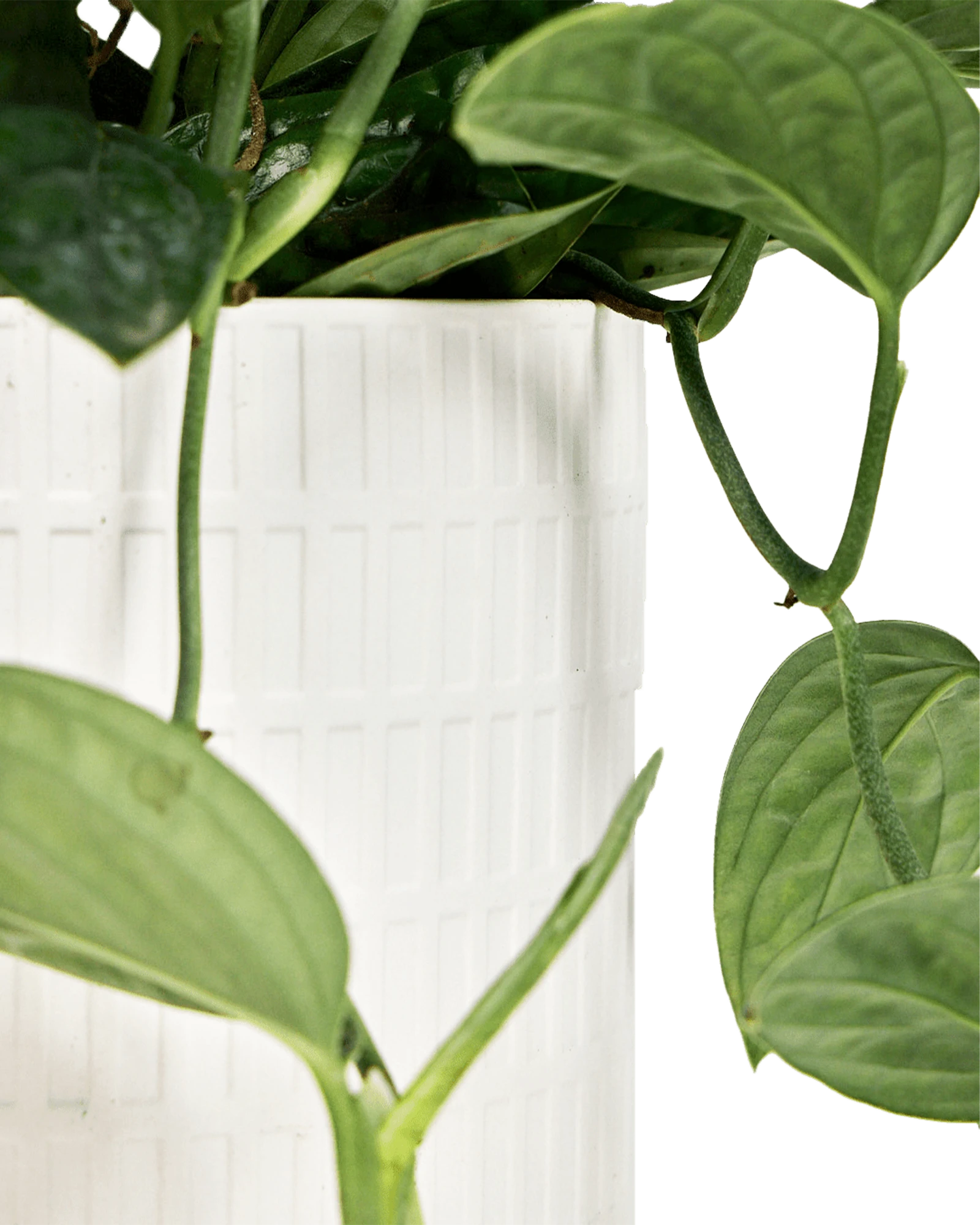 Close-up of the Chive Virago A large white porcelain pot showing the textured finish, styled with a green plant.