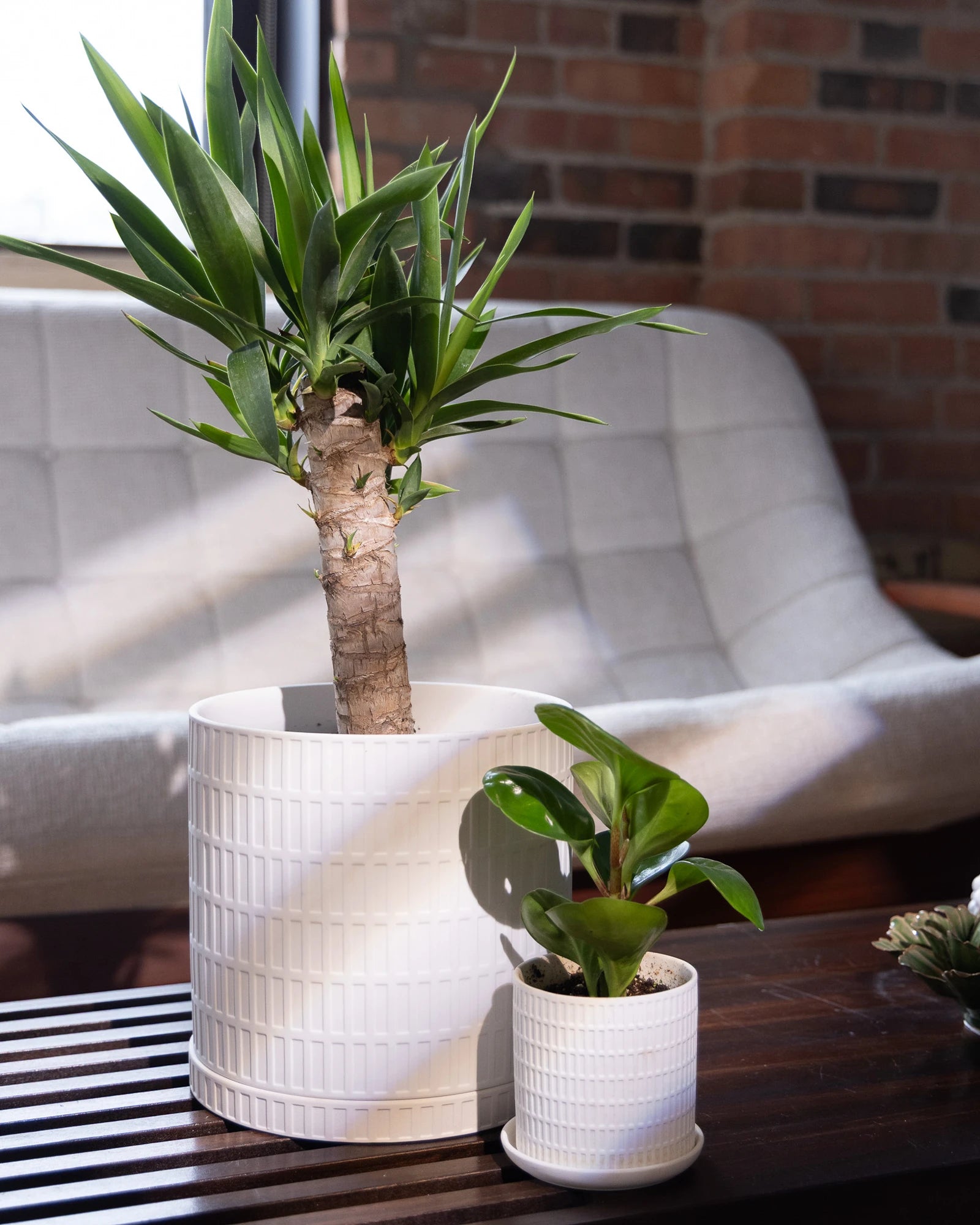 Two Chive Virago A white porcelain pots styled with plants on wood table in the living room.