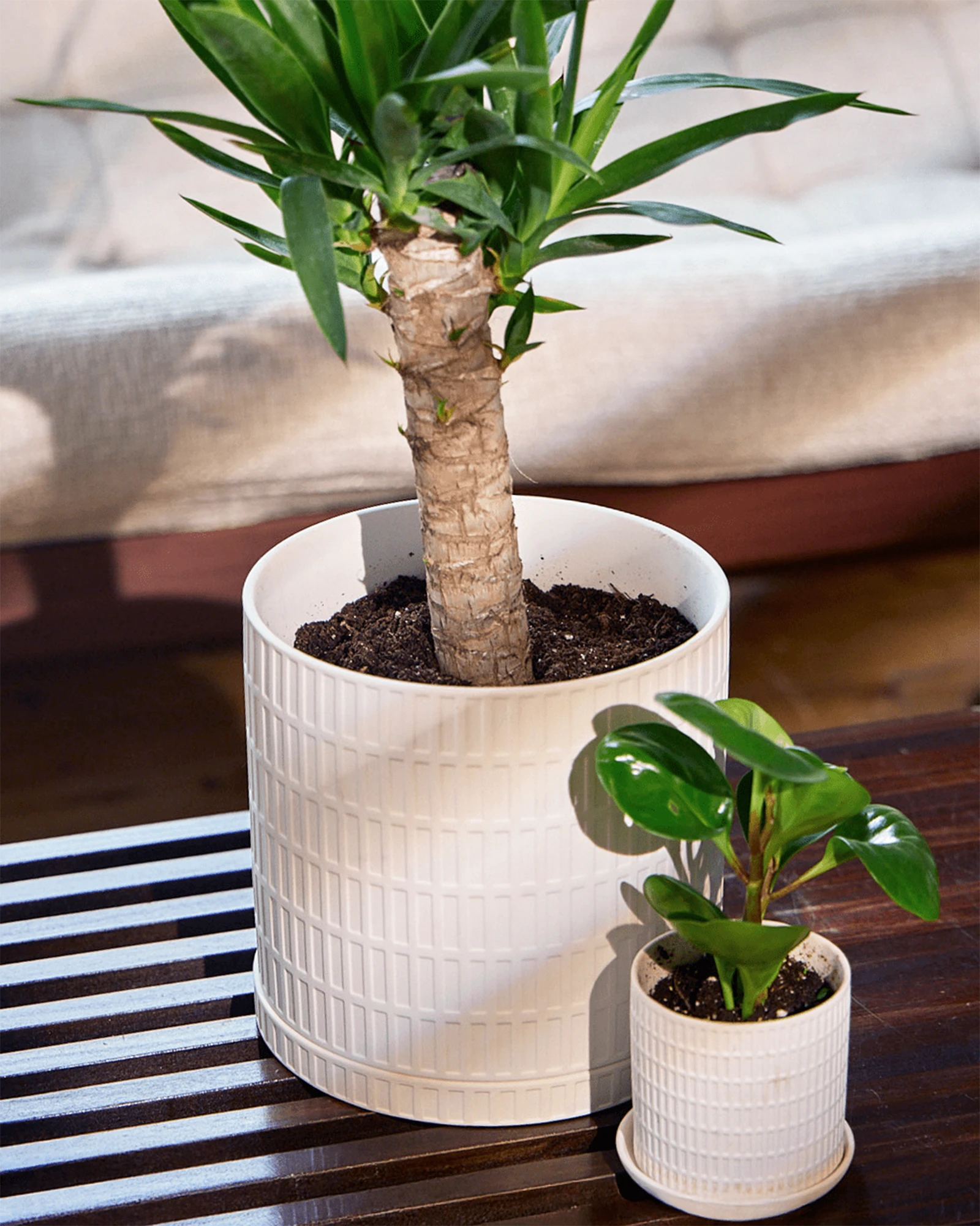 Two Chive Virago A white porcelain pots in size large and small, styled with plants on a wood table indoor. 