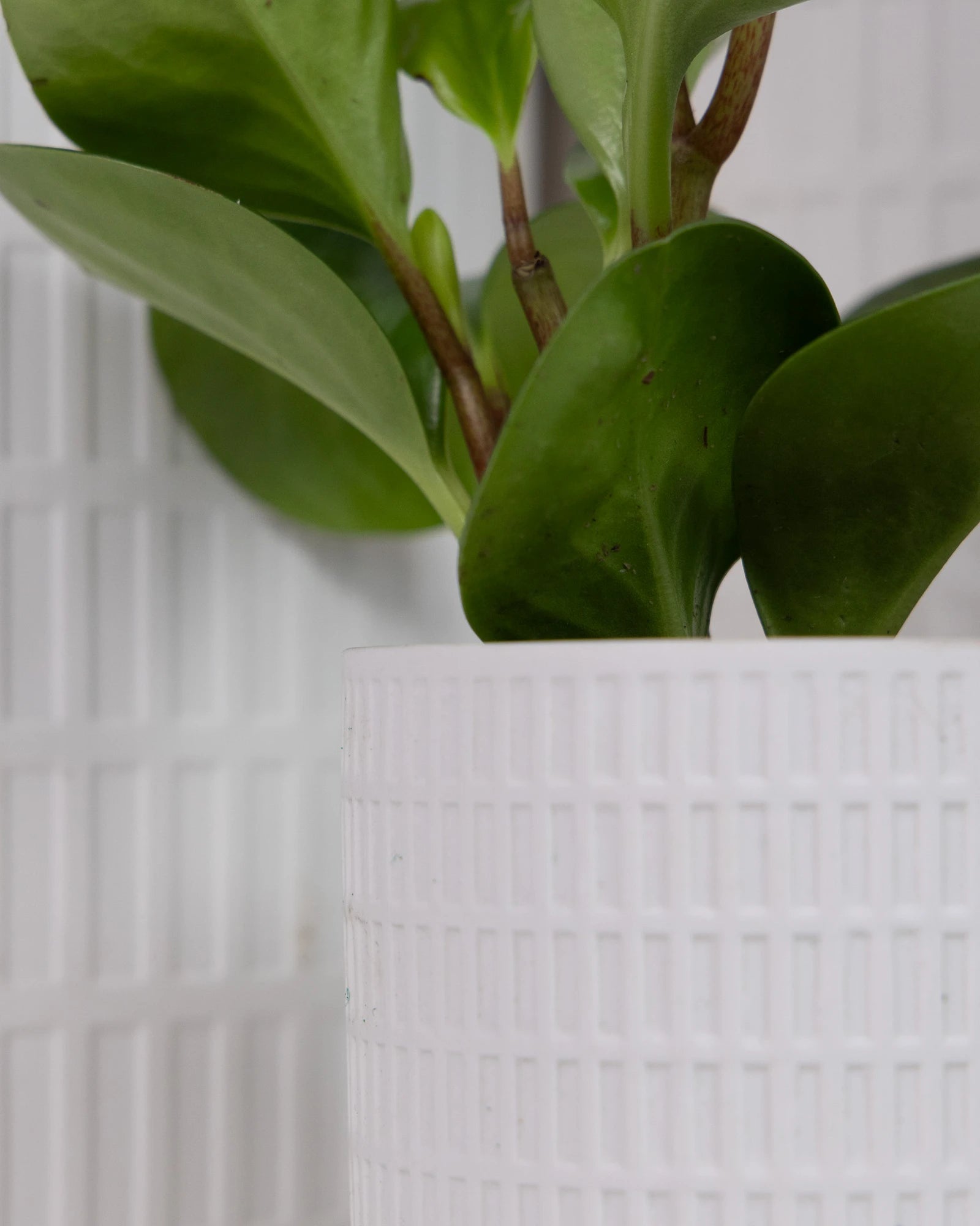Close-up of two Chive Virago A white porcelain pots showing the color and textured finish.