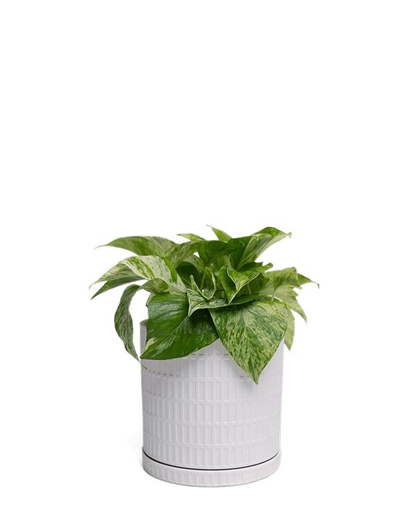 Virago Small 3.5" Porcelain Plant Pot