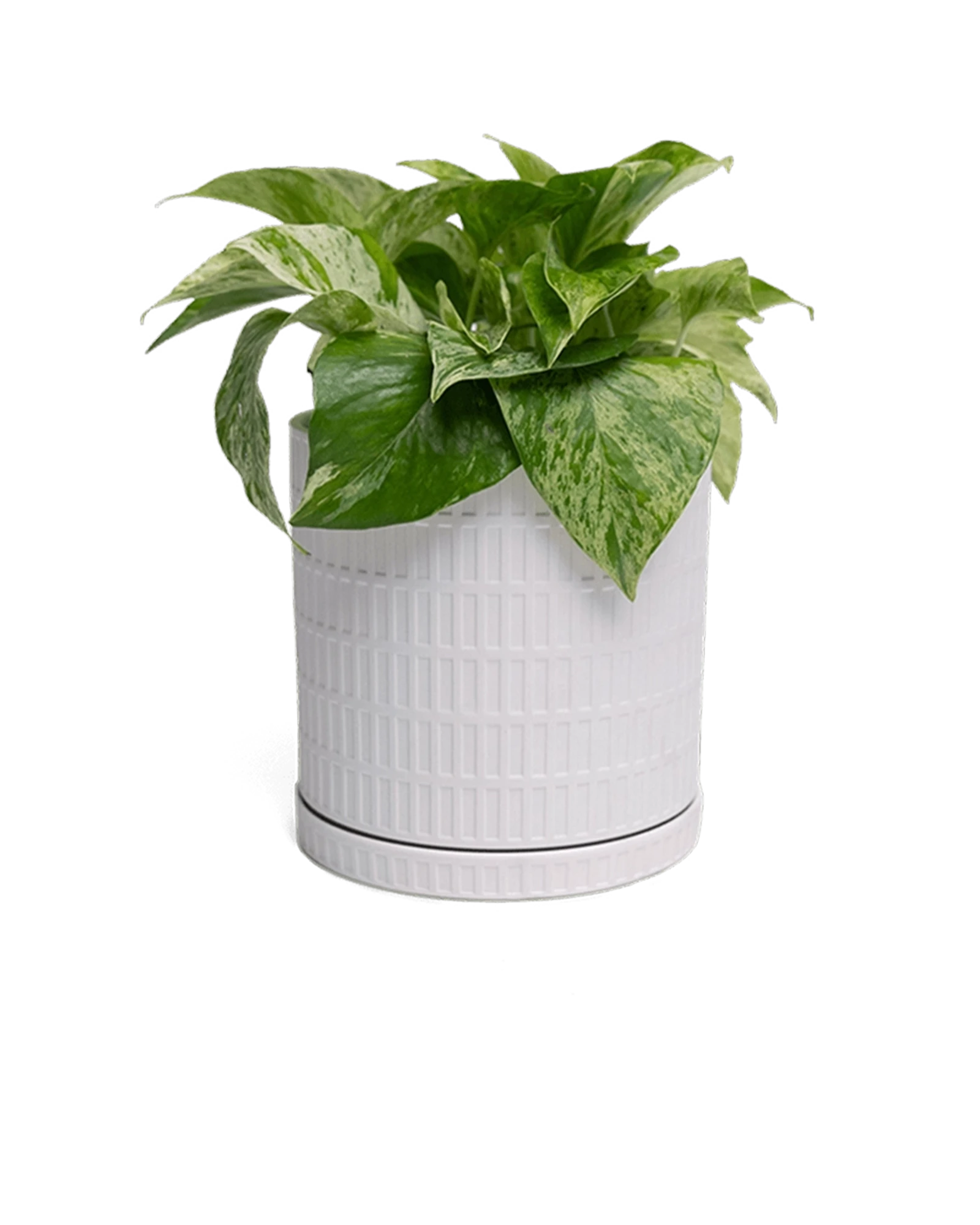 Chive Virago A small white porcelain pot with drainage and saucer styled with a plant.