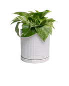 Chive Virago A small white porcelain pot with drainage and saucer styled with a plant.