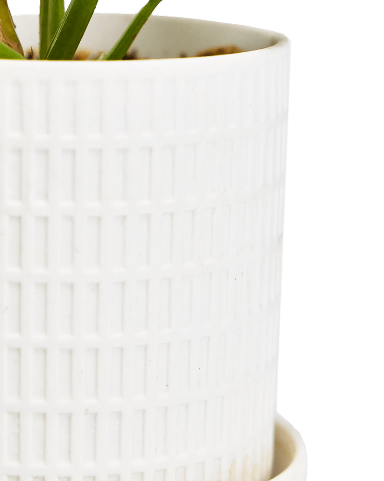 Close-up of the Chive Virago A small white porcelain pot showing the color and textured finish.