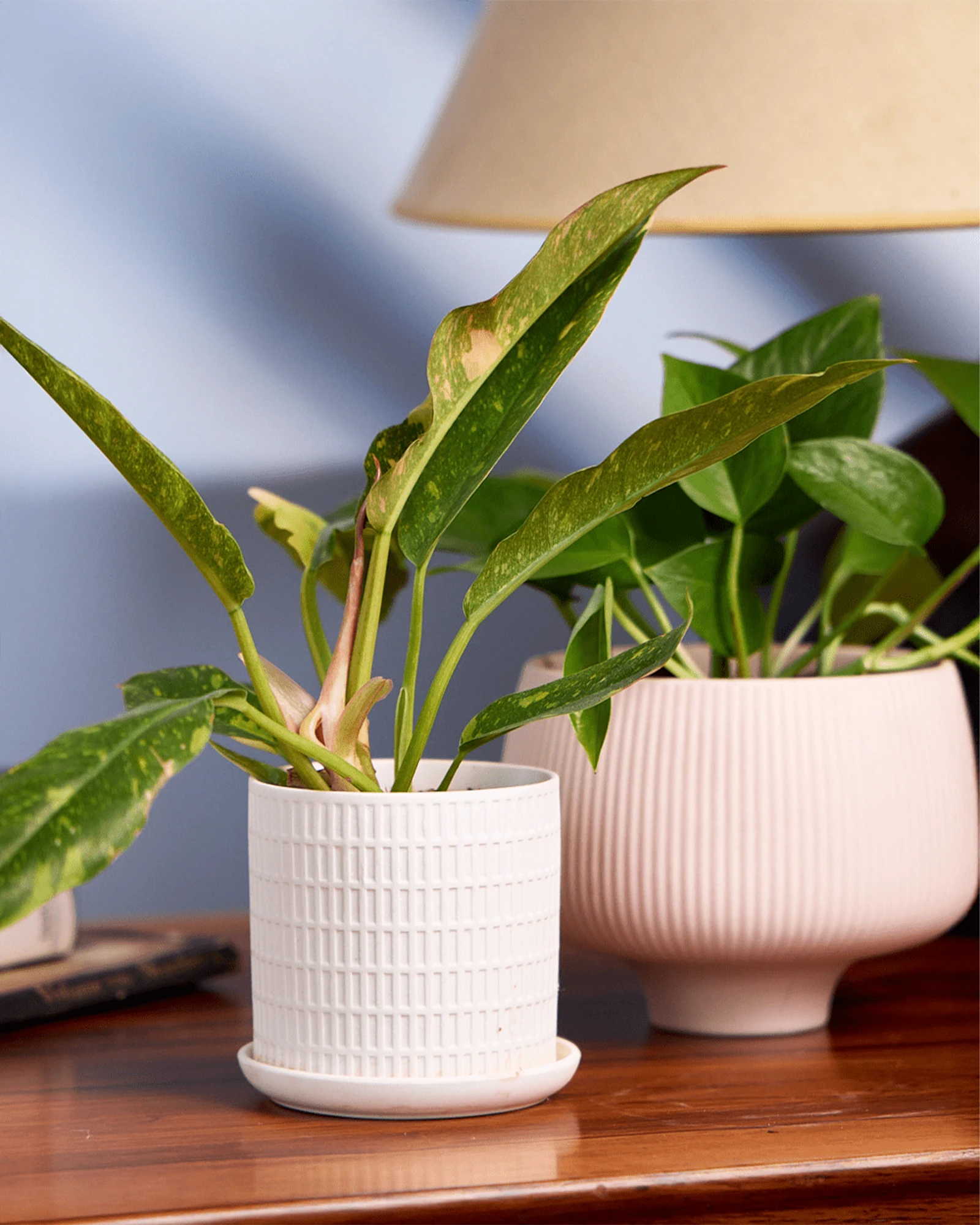 Chive Virago A small white porcelain pot styled with a plant, on a wood table in a bright room, next to another potted plant.