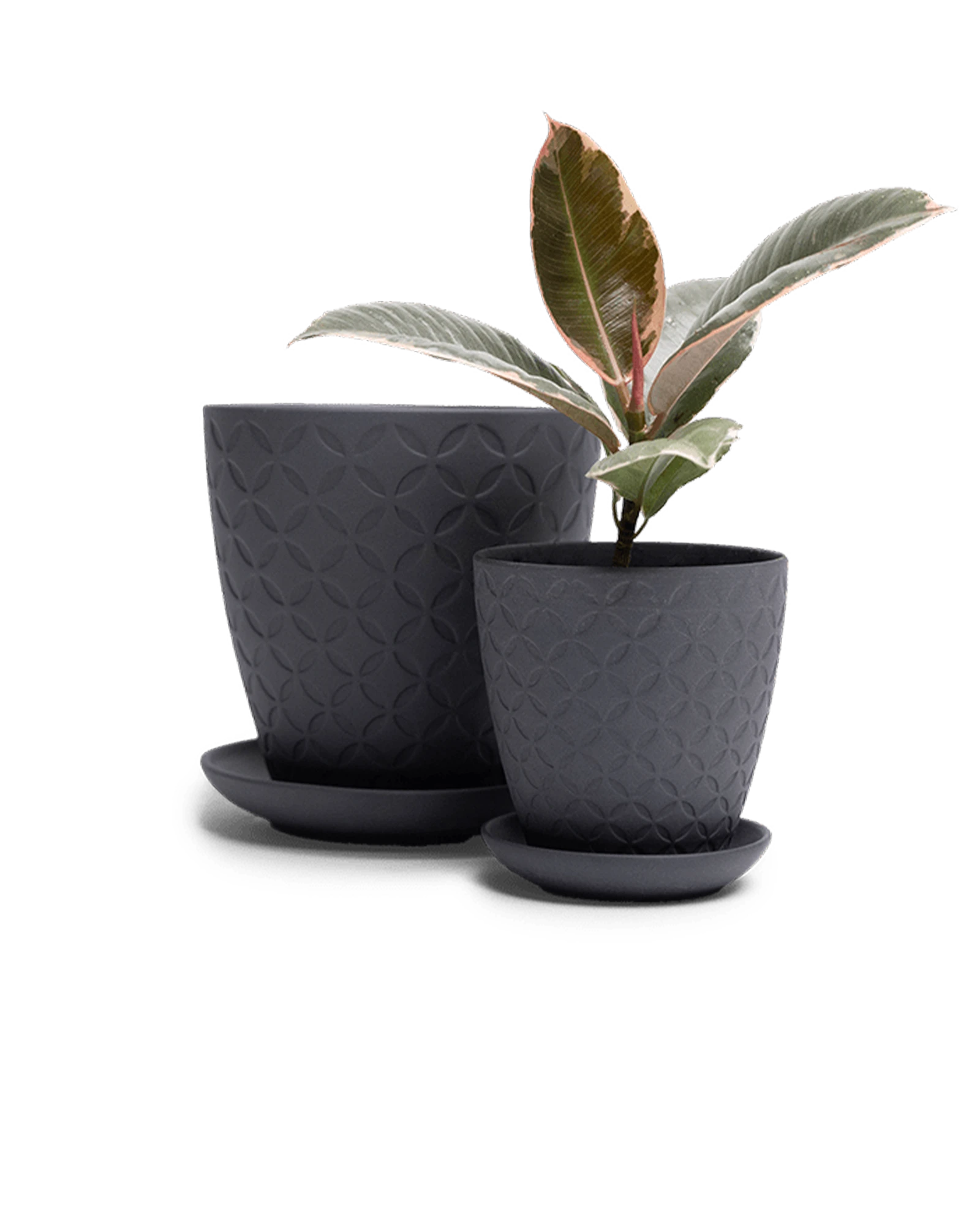 Two Chive Virago B black porcelain pots with drainage and detachable saucers styled with a plant in small and medium.