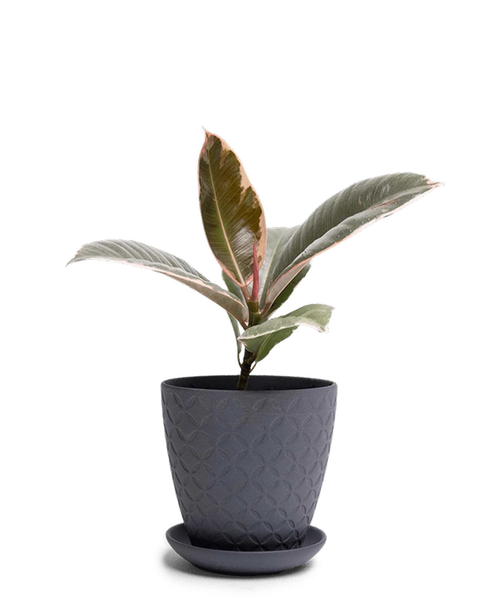 Chive Virago B small black porcelain pot with drainage and saucer styled with a plant.