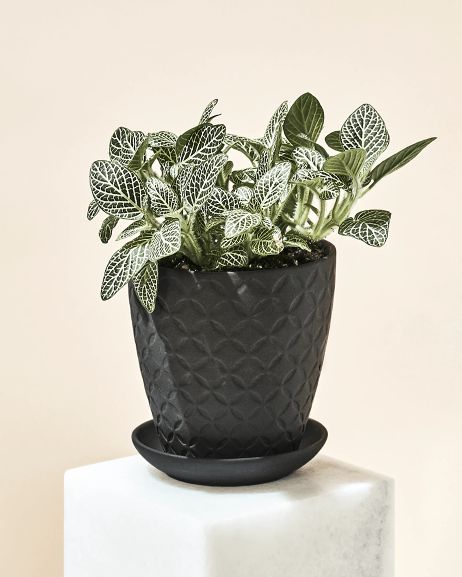 Chive Virago B small black porcelain pot styled with a fittonia plant in a bright minimalistic room.